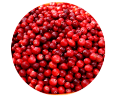 Ang mga prutas nga Lingonberry adunay sulud nga mga kapsula sa Prostamin, gipahupay nila ang paghubag